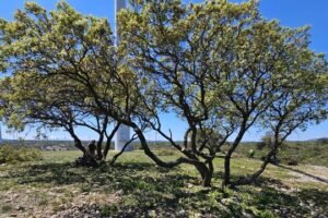 Services forestiers et entretien d’espaces verts